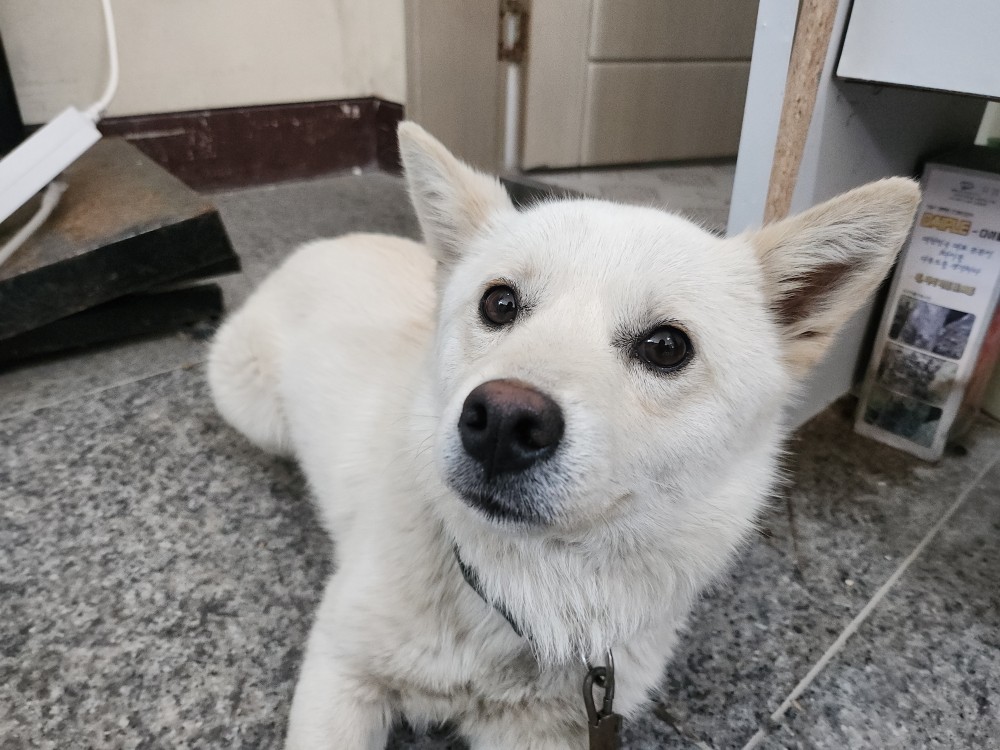 광주동물보호센터_429363202500234